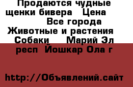 Продаются чудные щенки бивера › Цена ­ 25 000 - Все города Животные и растения » Собаки   . Марий Эл респ.,Йошкар-Ола г.